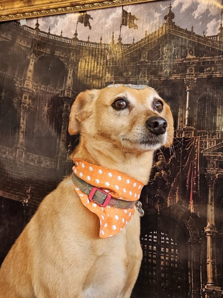 Ninna, SRD atendido na Realeza Pets