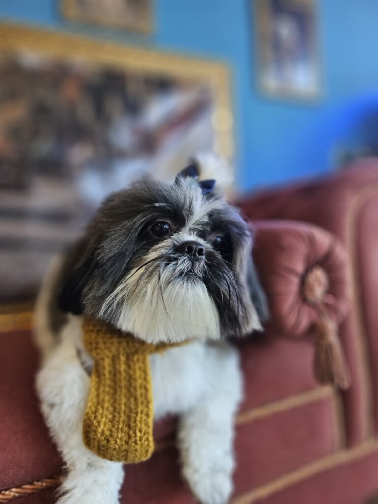 Teo na Realeza Pets, foto 12