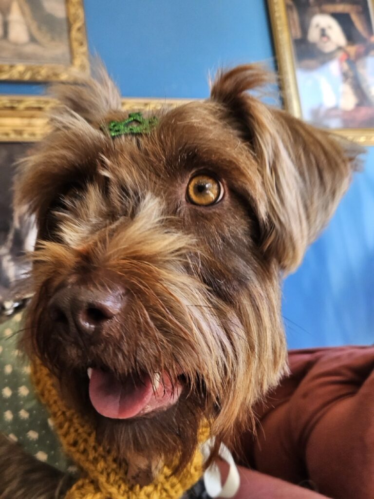 Belinha na Realeza Pets, foto 9