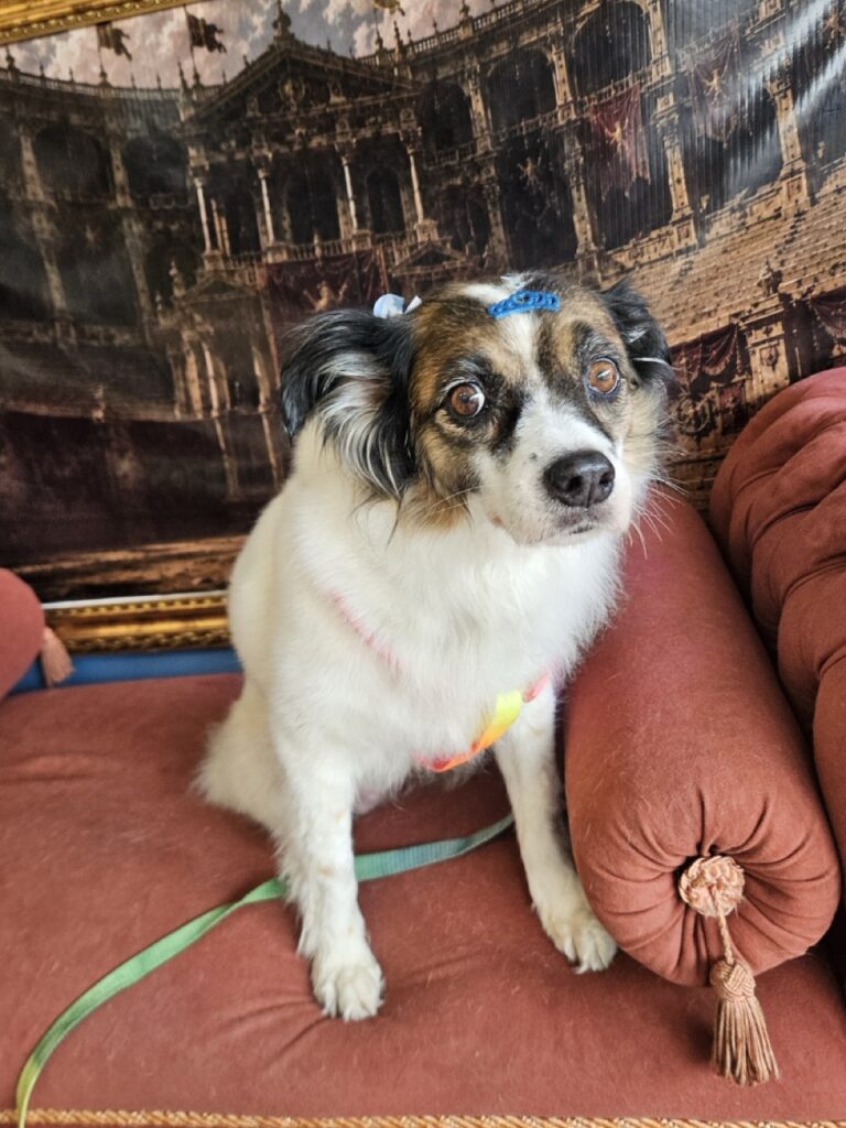 Princesa na Realeza Pets, foto 27
