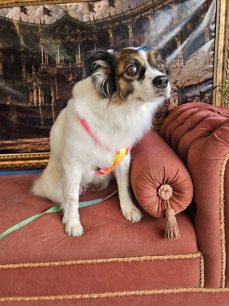 Princesa na Realeza Pets, foto 28