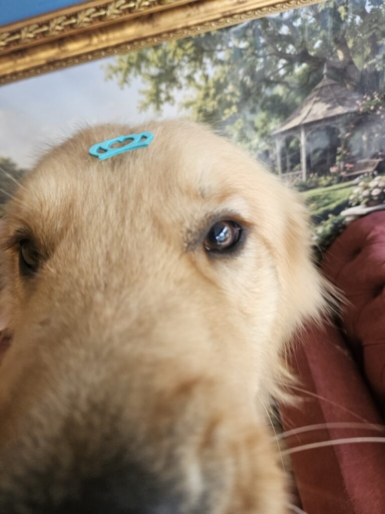 Akira na Realeza Pets, foto 5