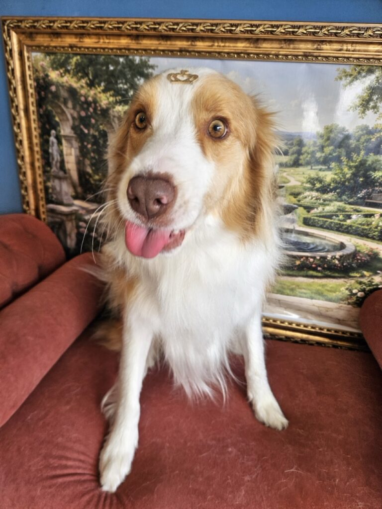 Bardo na Realeza Pets, foto 12