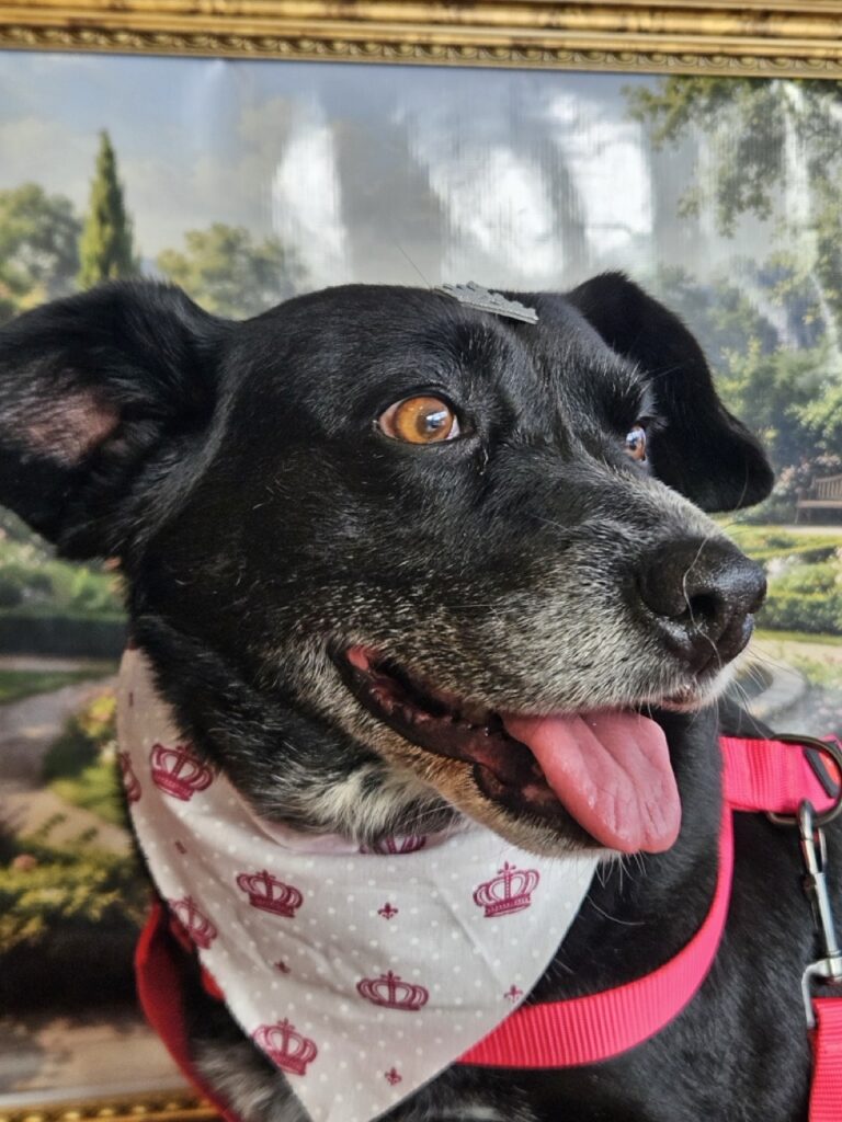 Arya, SRD atendido na Realeza Pets