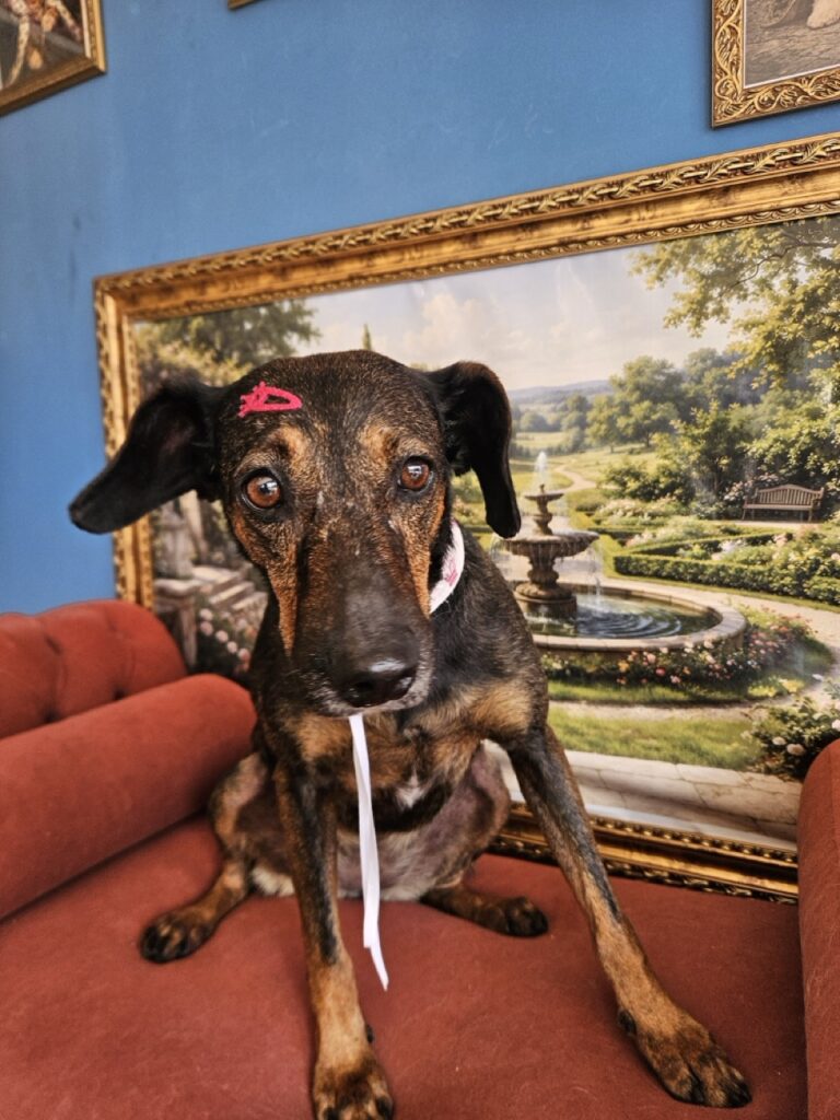 Foto de capa