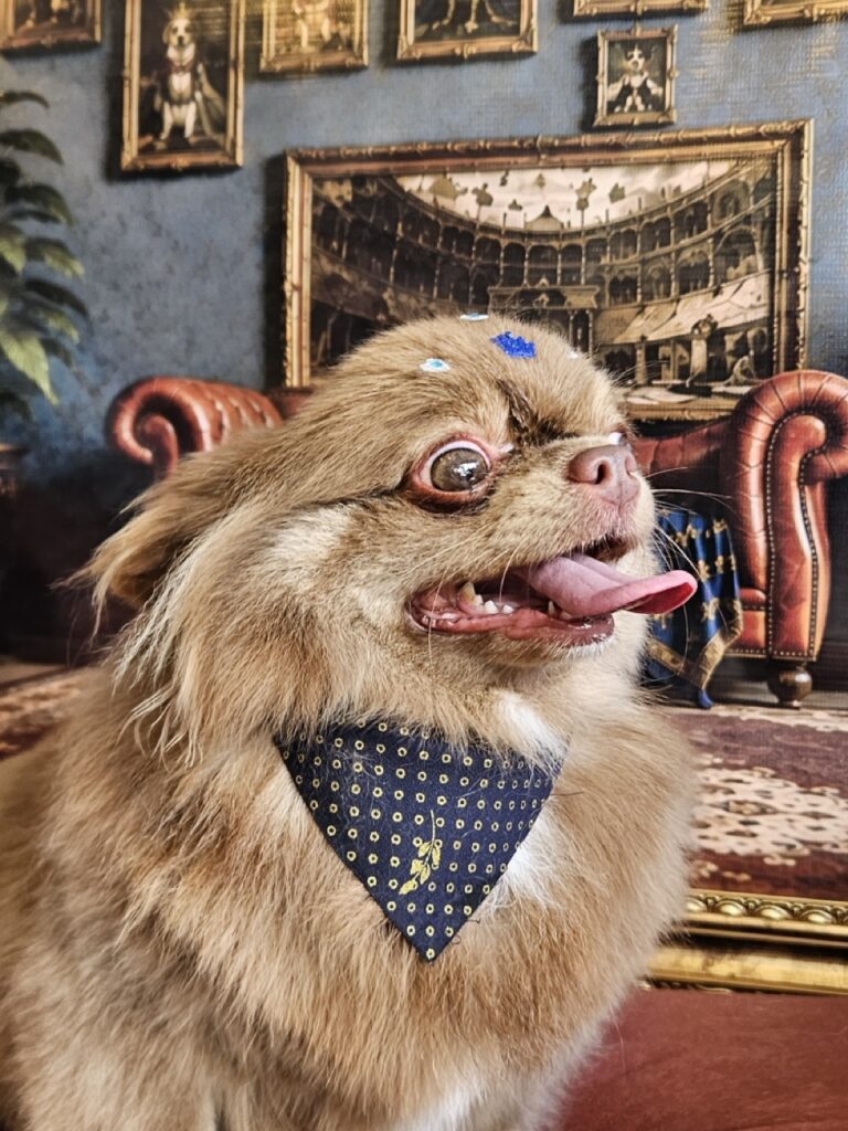 Baruk na Realeza Pets, foto 16