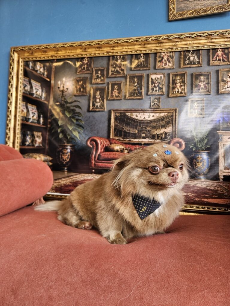 Baruk na Realeza Pets, foto 17
