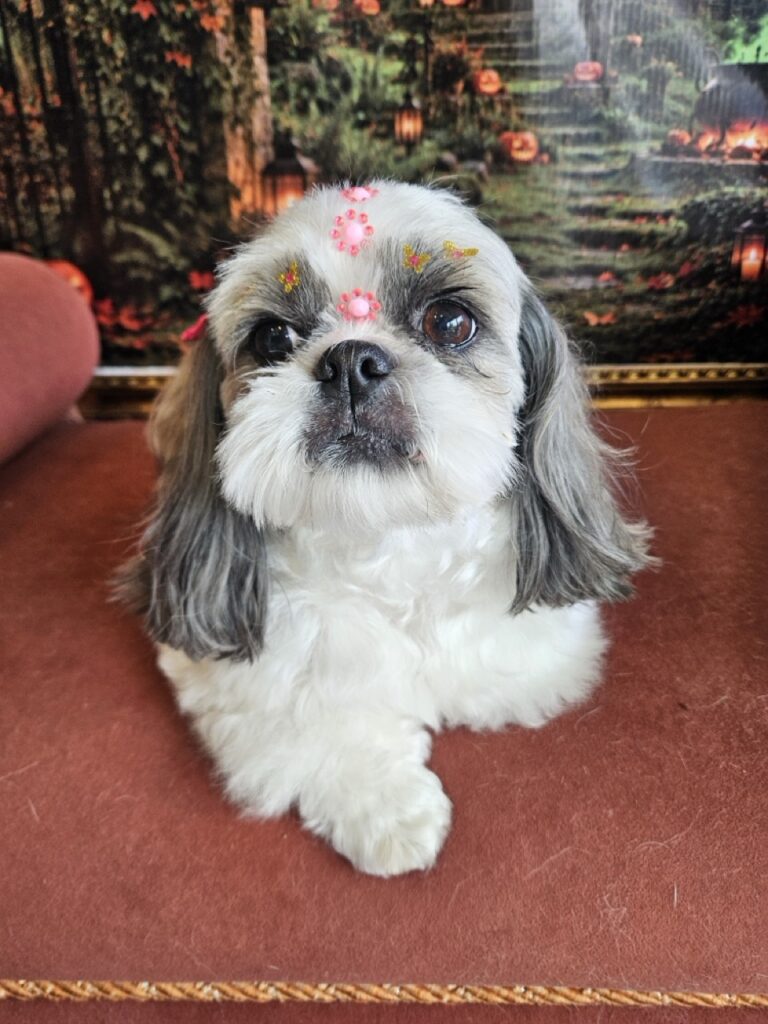 Luna na Realeza Pets, foto 46