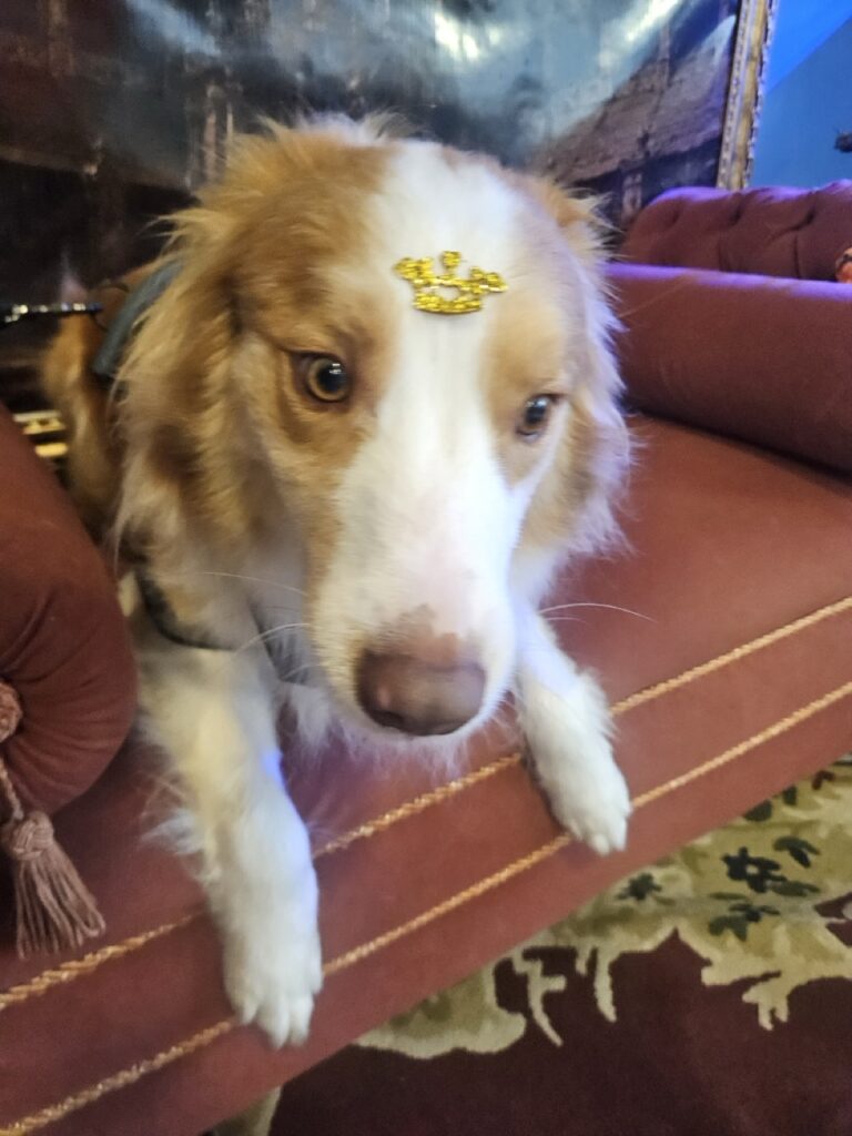 Bardo na Realeza Pets, foto 33