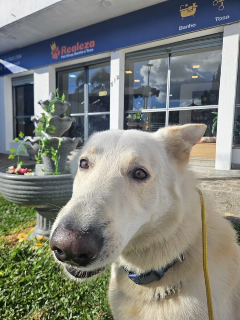 Nero na Realeza Pets, foto 12