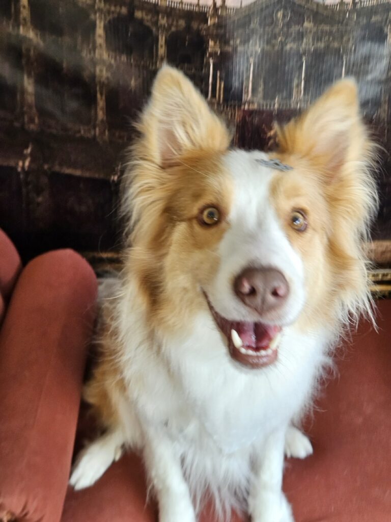 Bardo na Realeza Pets, foto 25