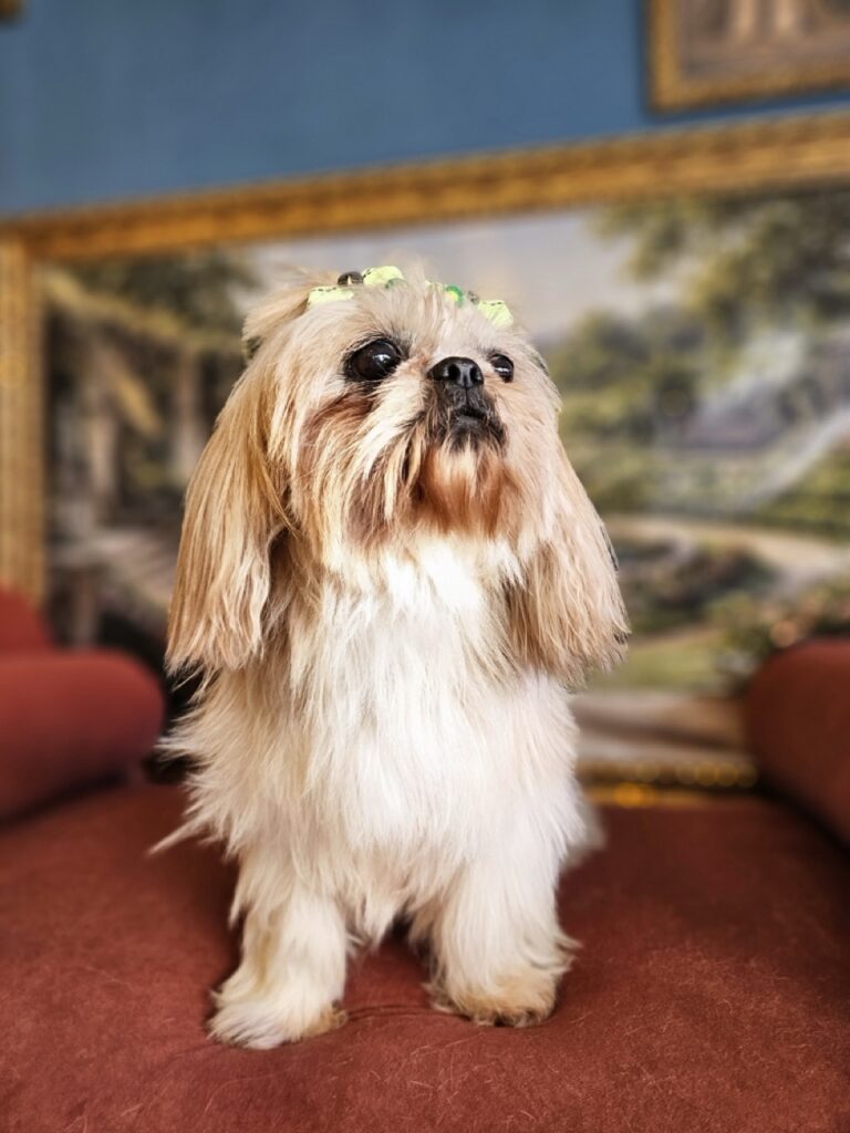 Violeta, Shih Tzu atendido na Realeza Pets