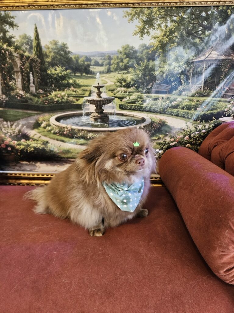 Baruk na Realeza Pets, foto 6
