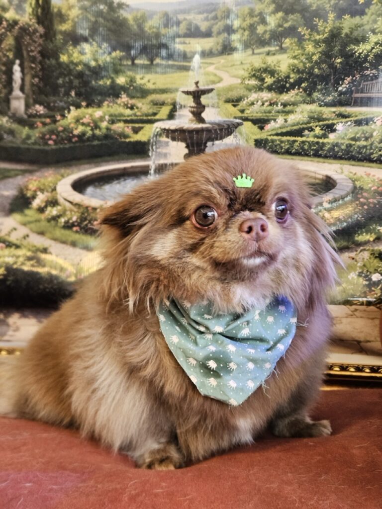 Baruk na Realeza Pets, foto 7
