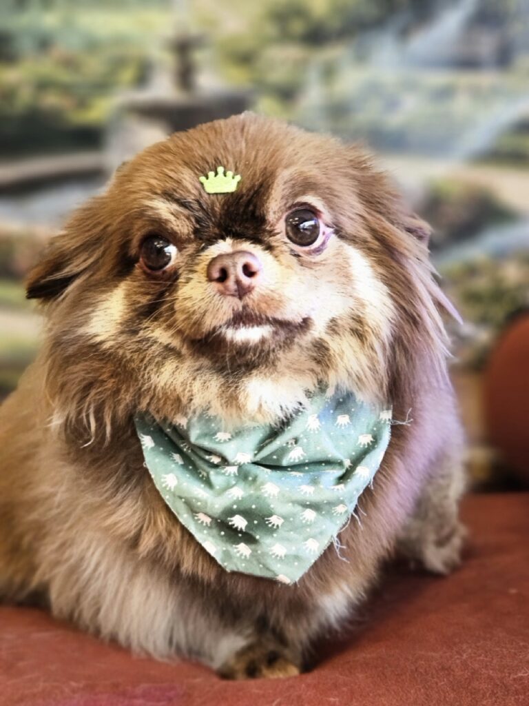 Baruk na Realeza Pets, foto 8