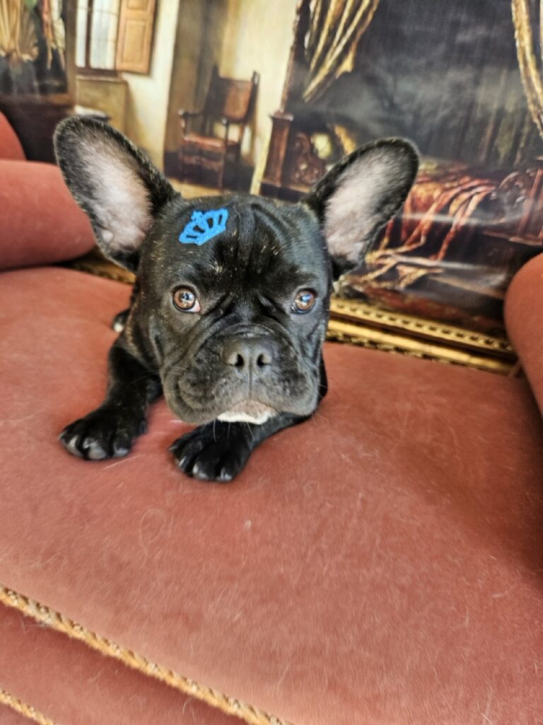 Théo, Bulldog atendido na Realeza Pets