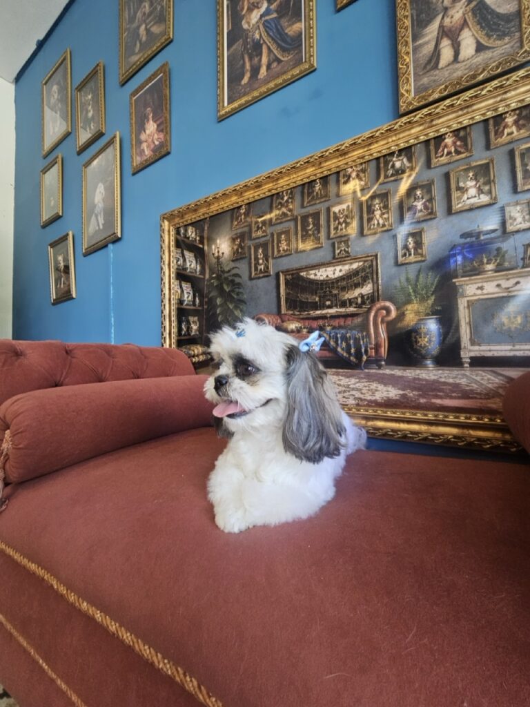 Luna na Realeza Pets, foto 39
