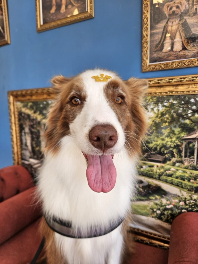 Maximus na Realeza Pets, foto 5