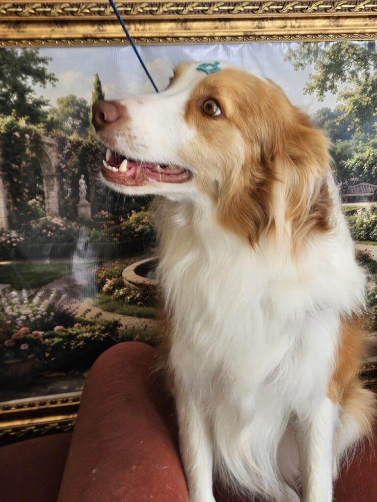 Bardo na Realeza Pets, foto 5