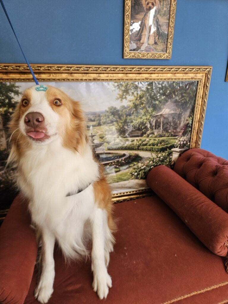 Bardo na Realeza Pets, foto 6