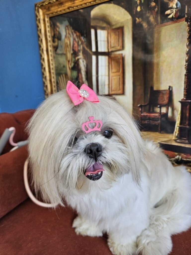 Milly, Shih Tzu atendido na Realeza Pets