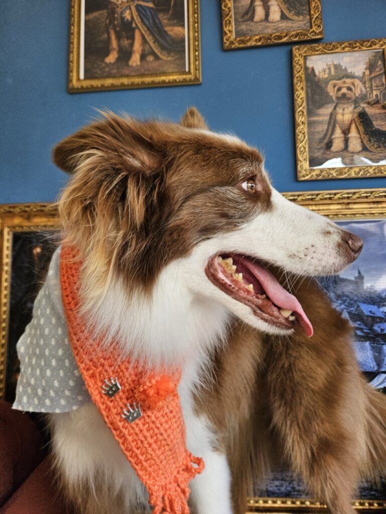 Maximus na Realeza Pets, foto 19