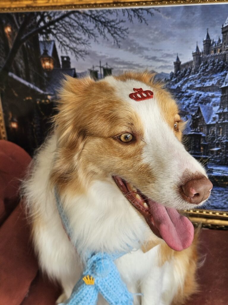 Bardo na Realeza Pets, foto 21