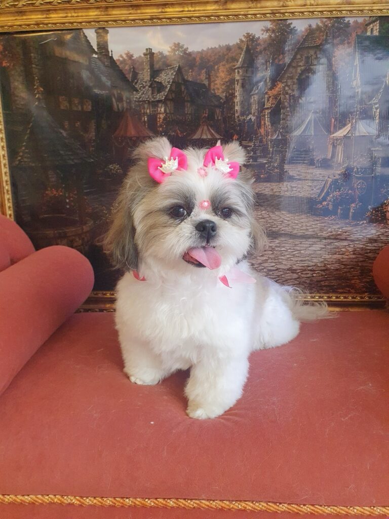 Luna na Realeza Pets, foto 14