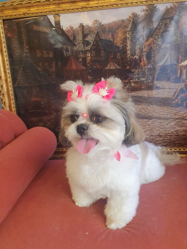 Luna na Realeza Pets, foto 13