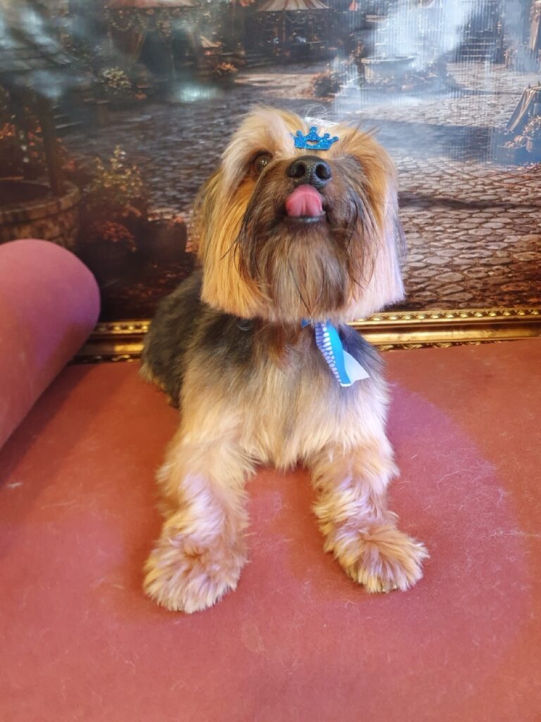 Fragoloni na Realeza Pets, foto 10