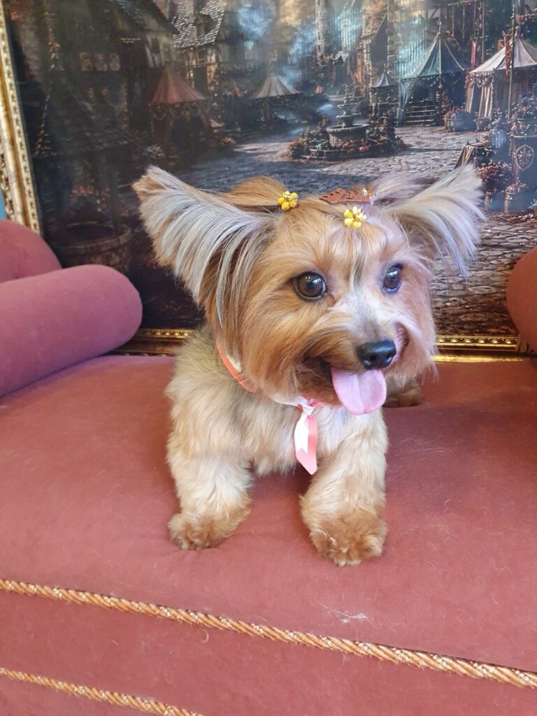 Agata na Realeza Pets, foto 10
