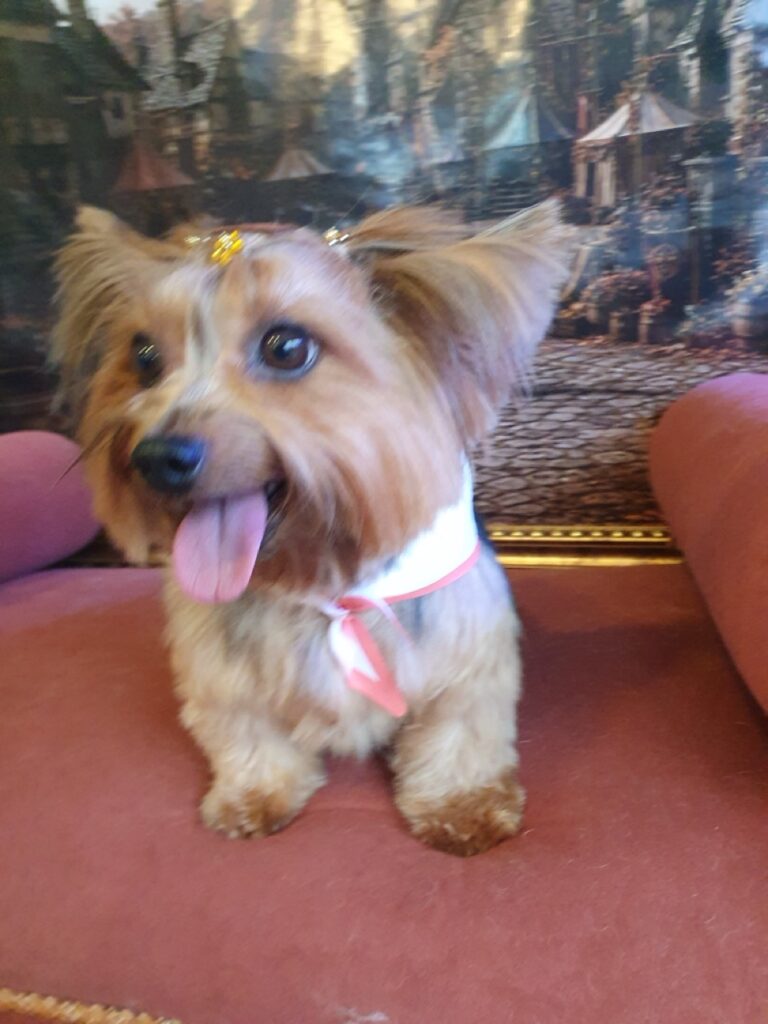 Agata na Realeza Pets, foto 11