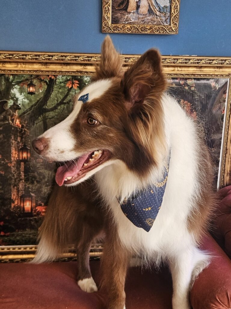 Maximus, Border Collie atendido na Realeza Pets