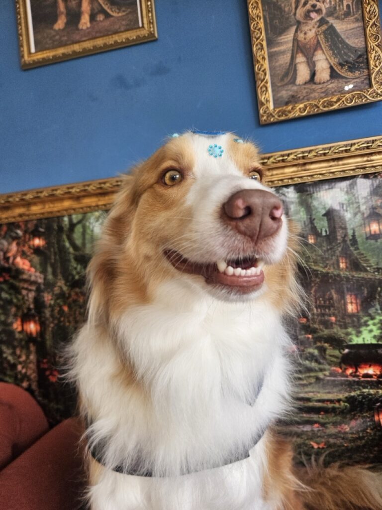 Bardo, Border Collie atendido na Realeza Pets