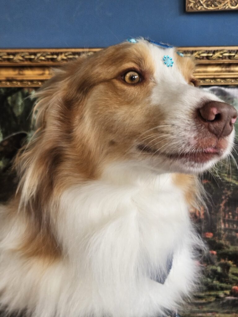 Bardo na Realeza Pets, foto 40