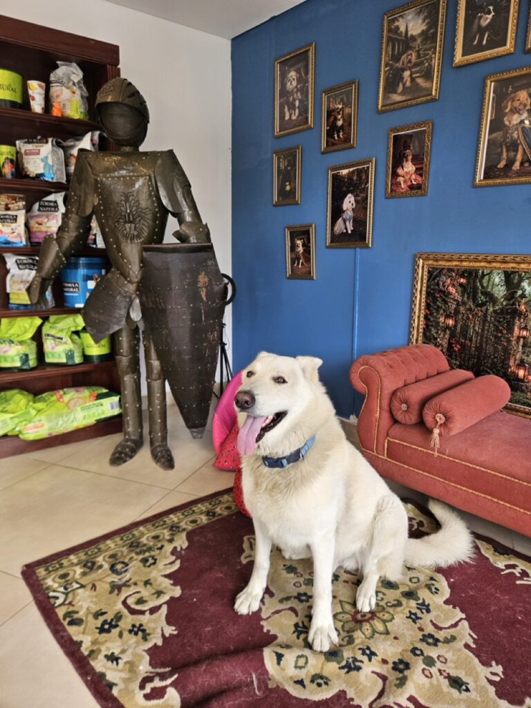 Nero na Realeza Pets, foto 14