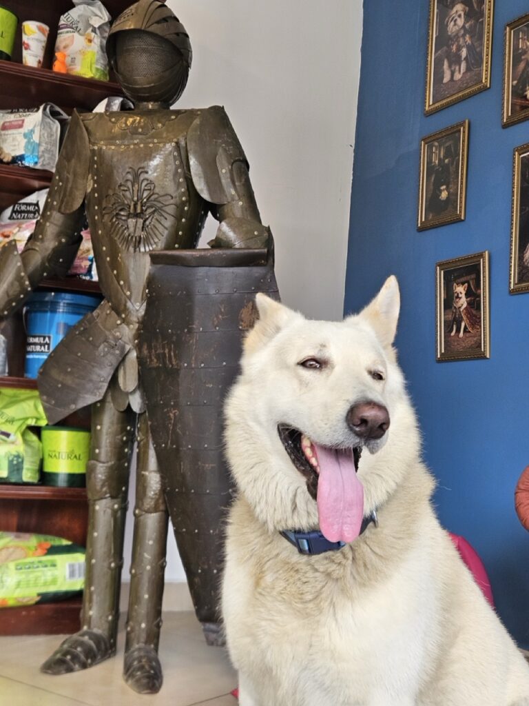 Nero na Realeza Pets, foto 15