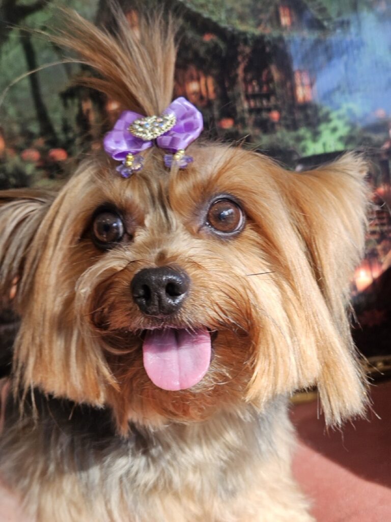 Agata, Yorkshire atendido na Realeza Pets