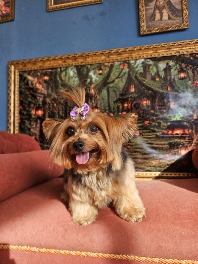 Agata na Realeza Pets, foto 18