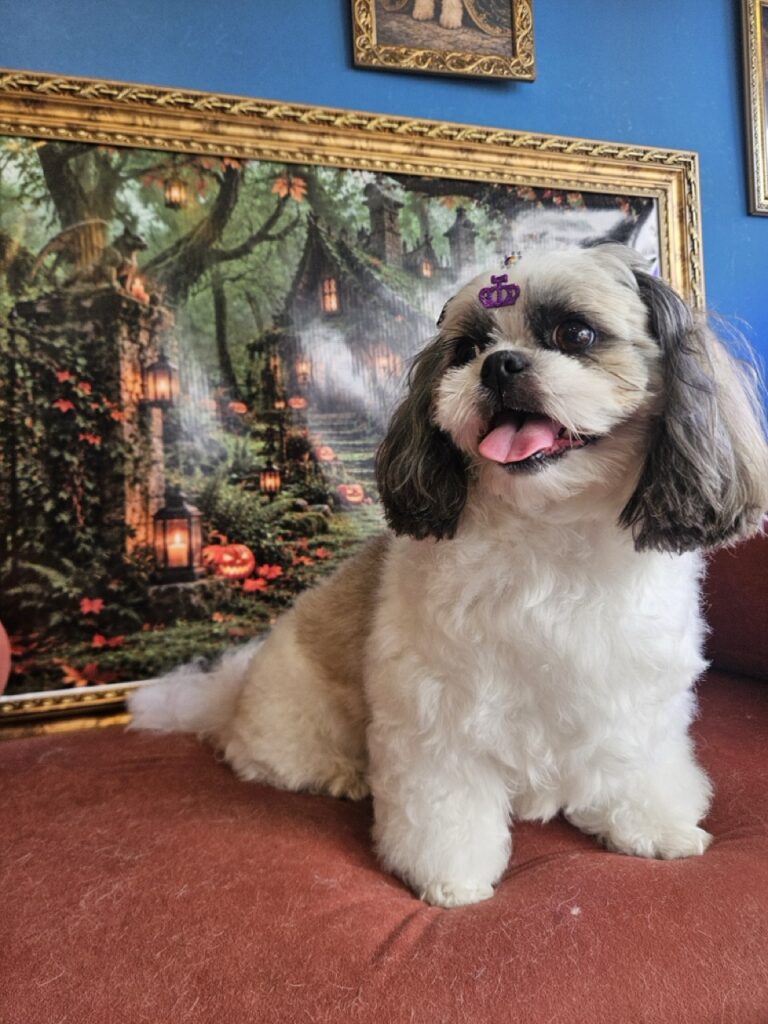 Luna na Realeza Pets, foto 48