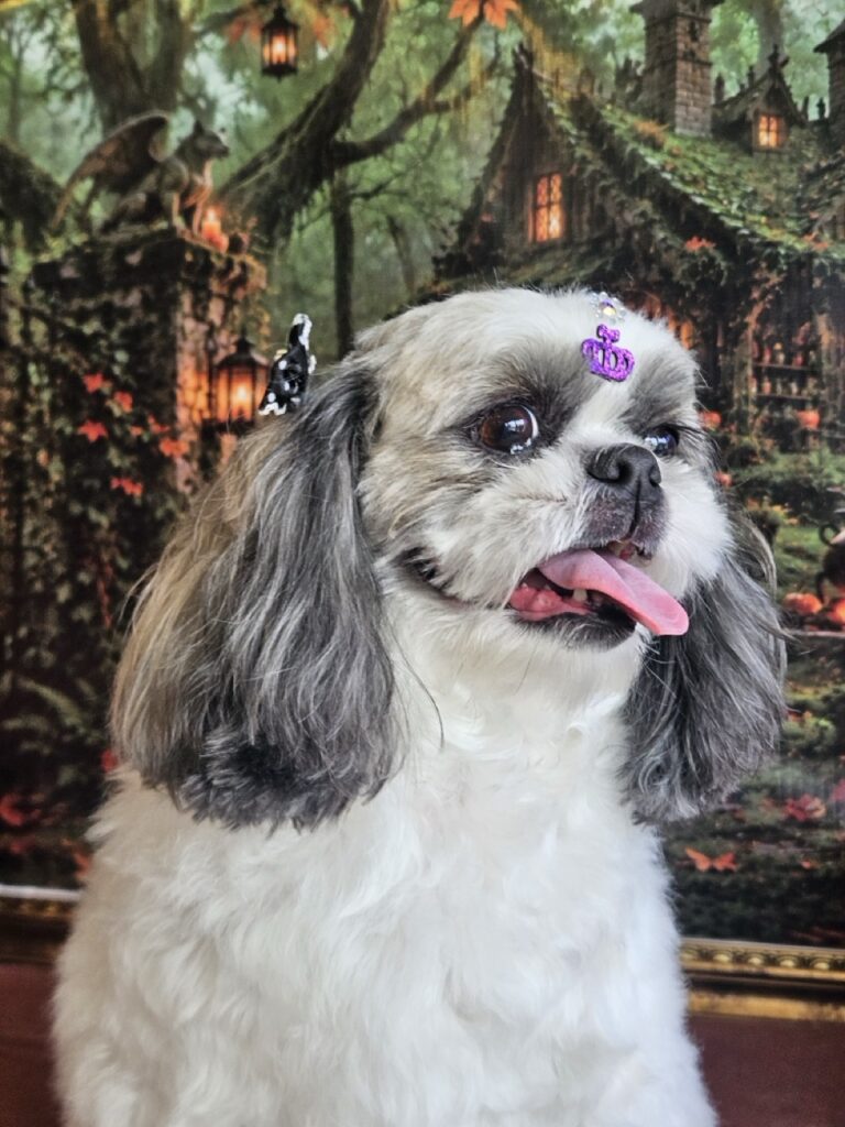 Luna na Realeza Pets, foto 49