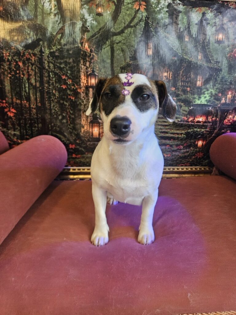 Lola na Realeza Pets, foto 25