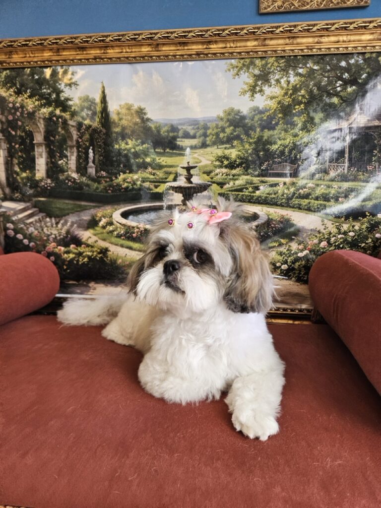 Luna na Realeza Pets, foto 5