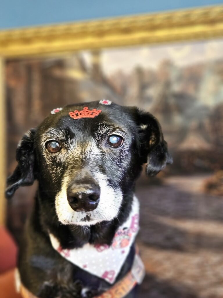 Belinha, SRD atendido na Realeza Pets