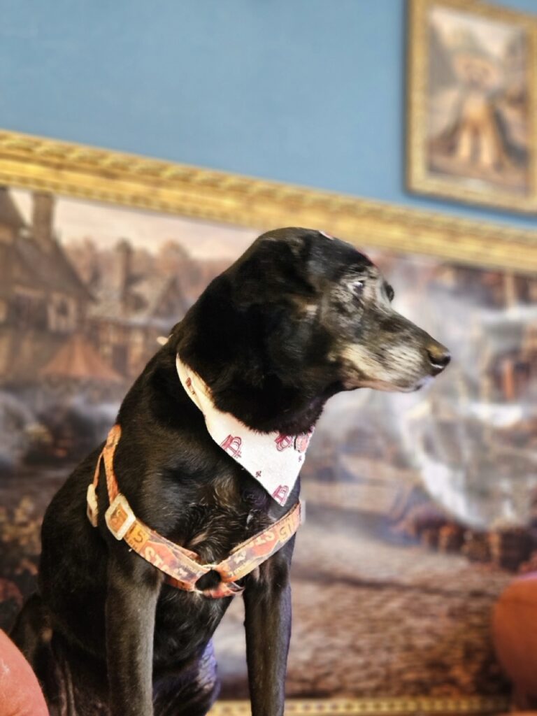 Belinha na Realeza Pets, foto 8