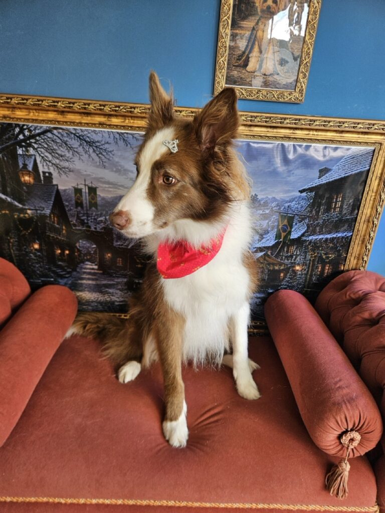 Maximus na Realeza Pets, foto 23