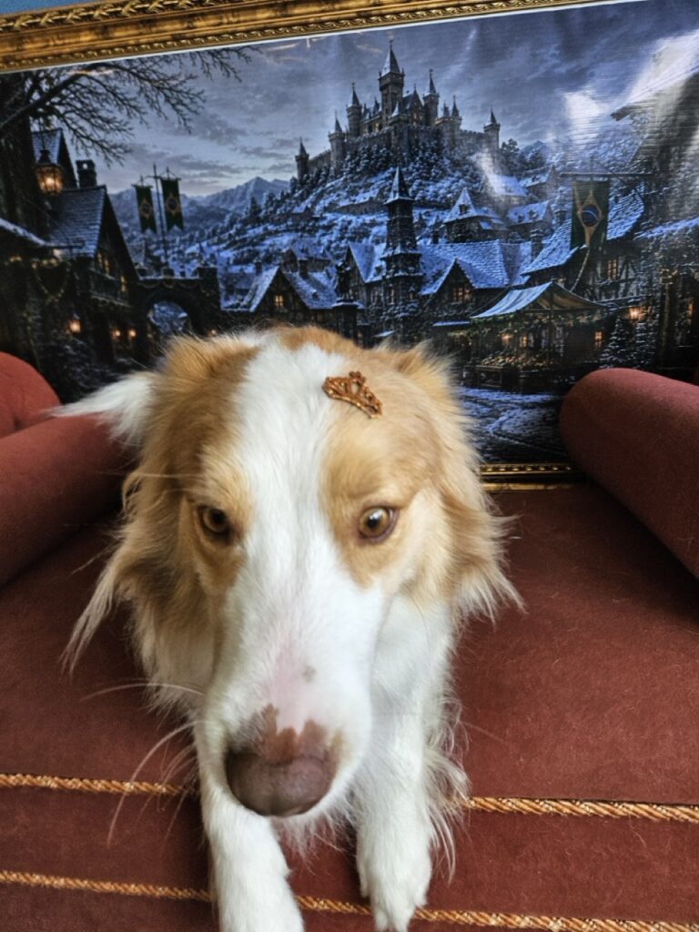 Bardo na Realeza Pets, foto 23