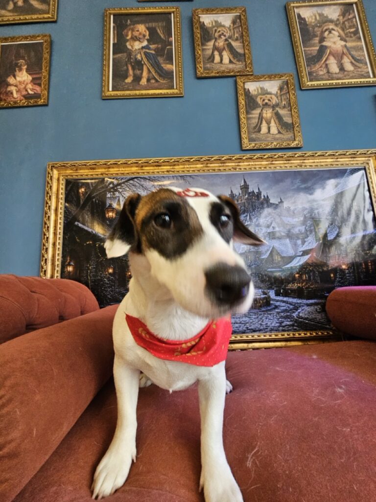 Lola na Realeza Pets, foto 16