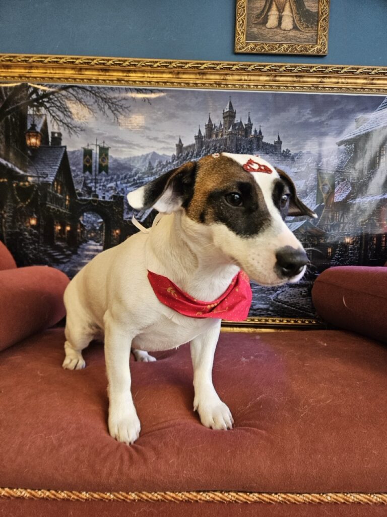 Lola na Realeza Pets, foto 17