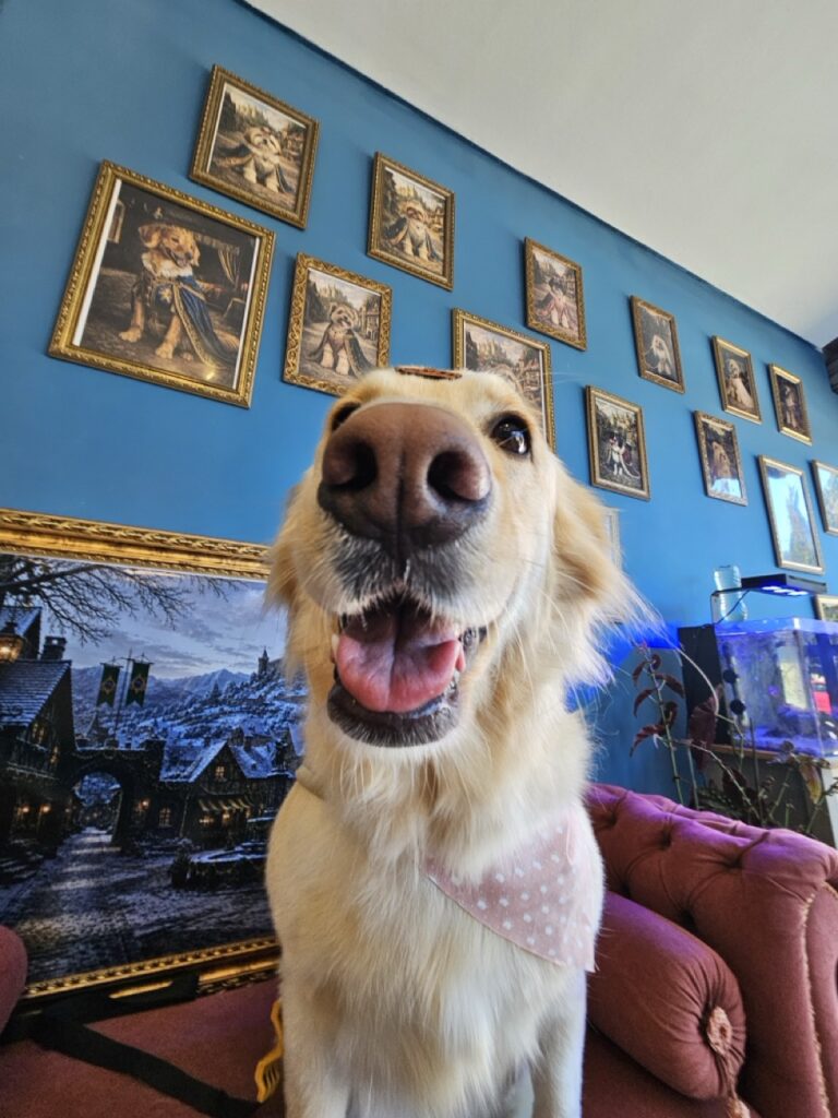 Akira na Realeza Pets, foto 8